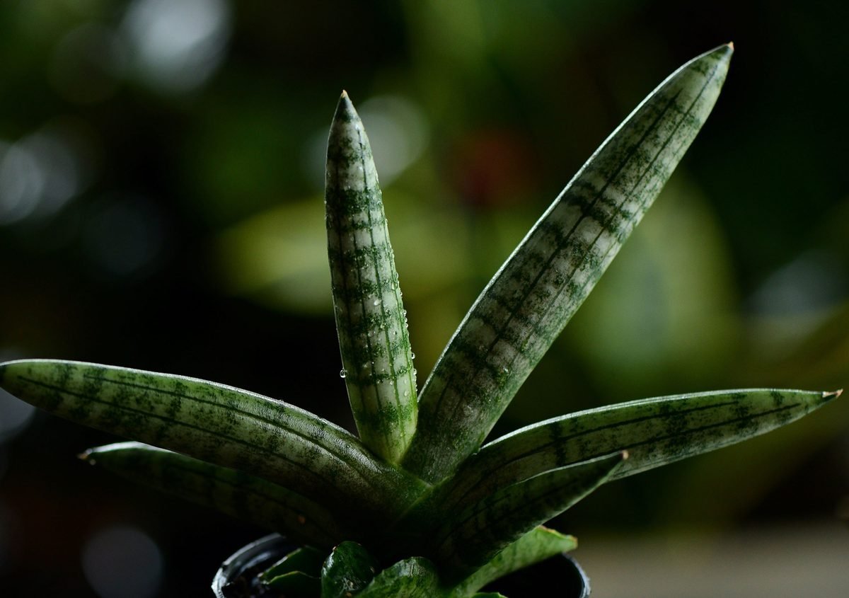 Eureka Farms plants imagery